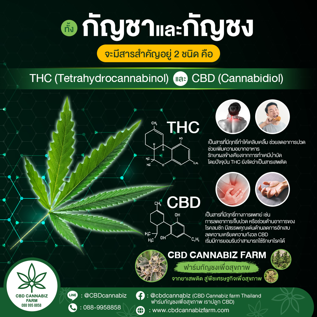 กัญชากัญชงต่างกันอย่างไร