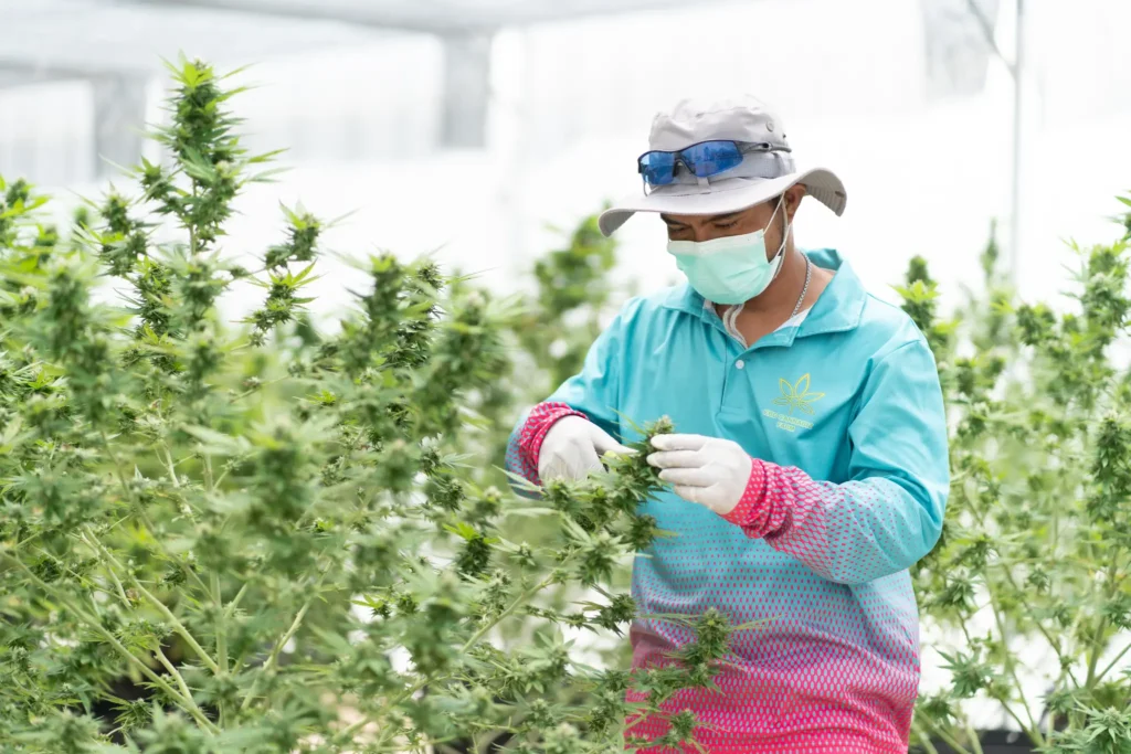 cbdcannabizfarm-โรงเรือน-ตัดแต่งใบ
