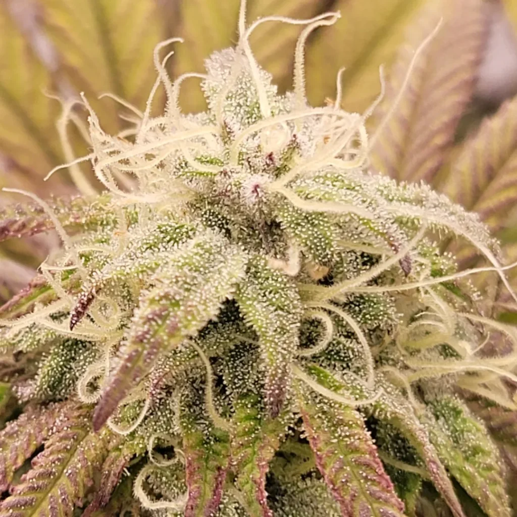 ช่อดอก THC