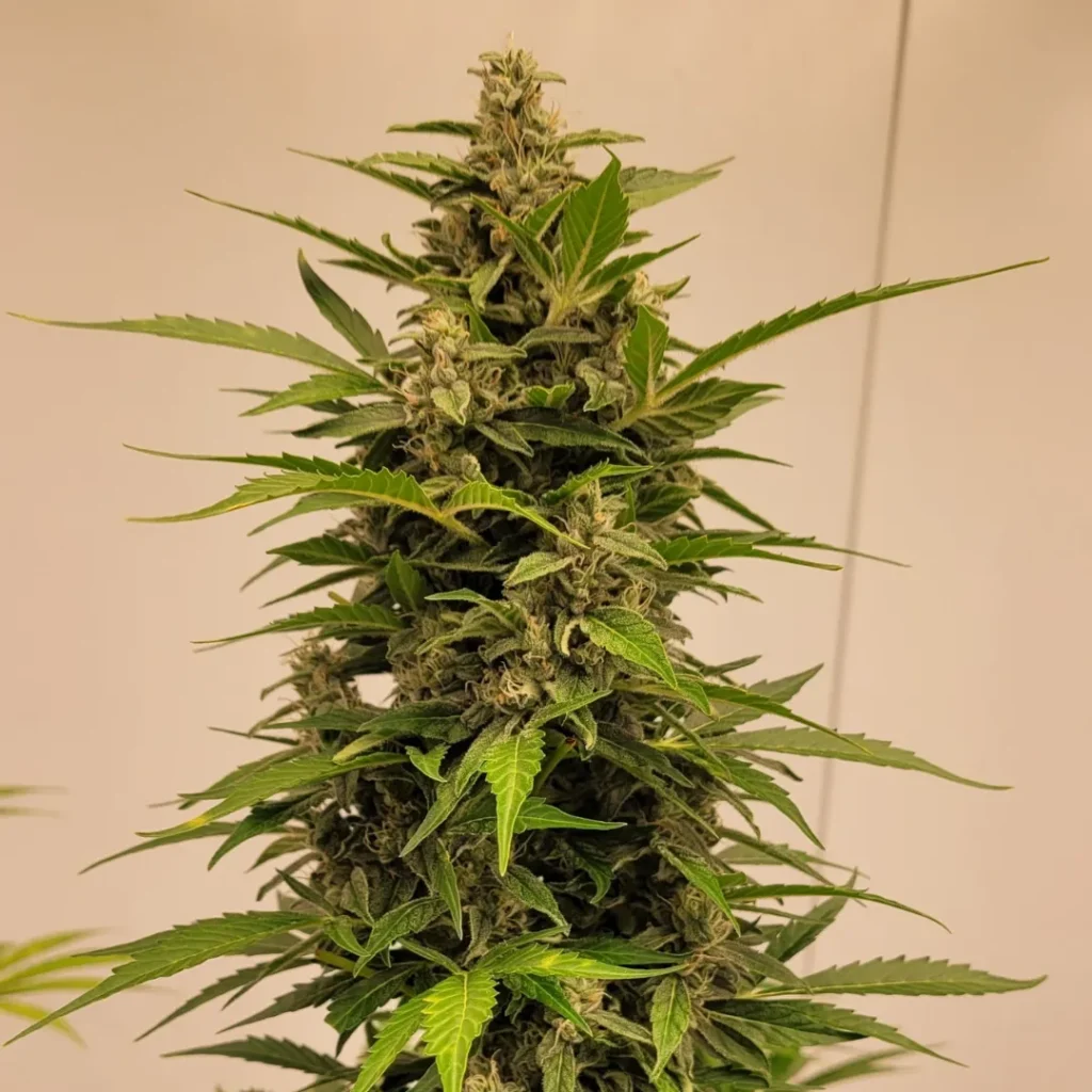 ช่อดอกกัญชง