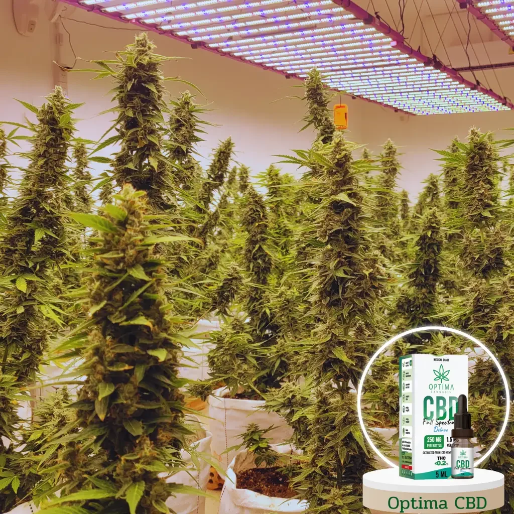 Optima CBD