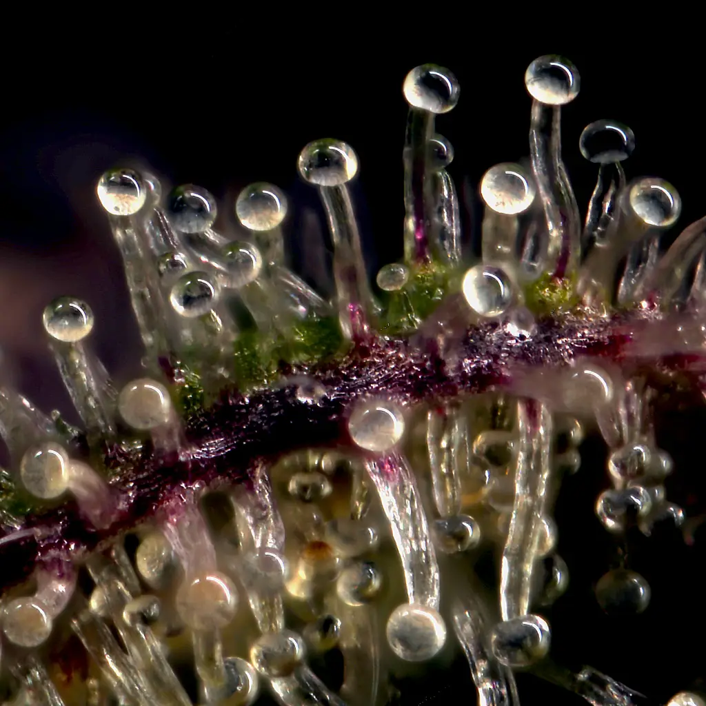 Trichomes3
