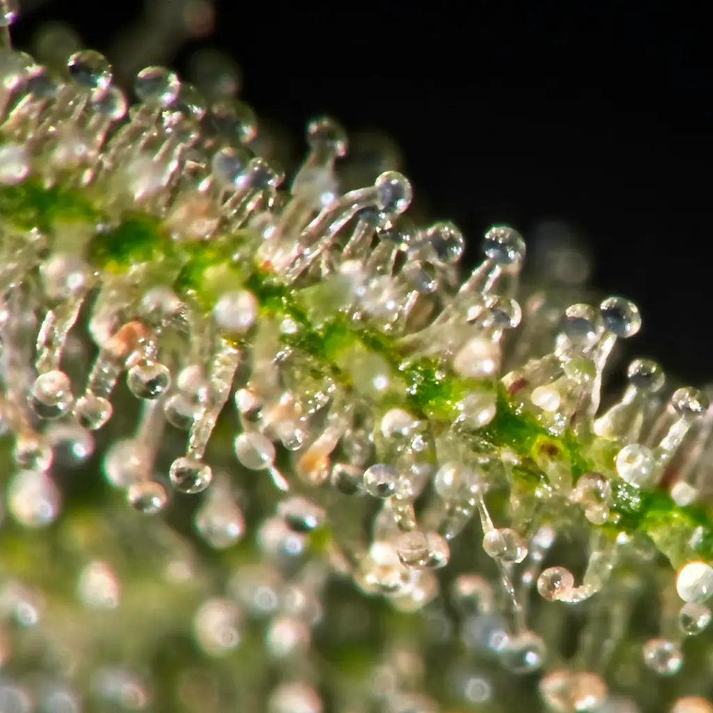 Trichomes4