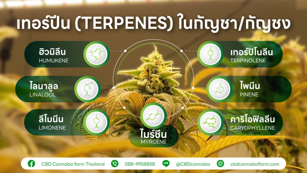 Terpene