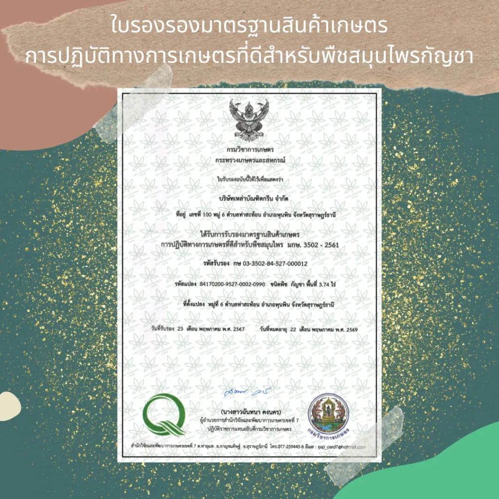 GAP สมุนไพร กัญชา