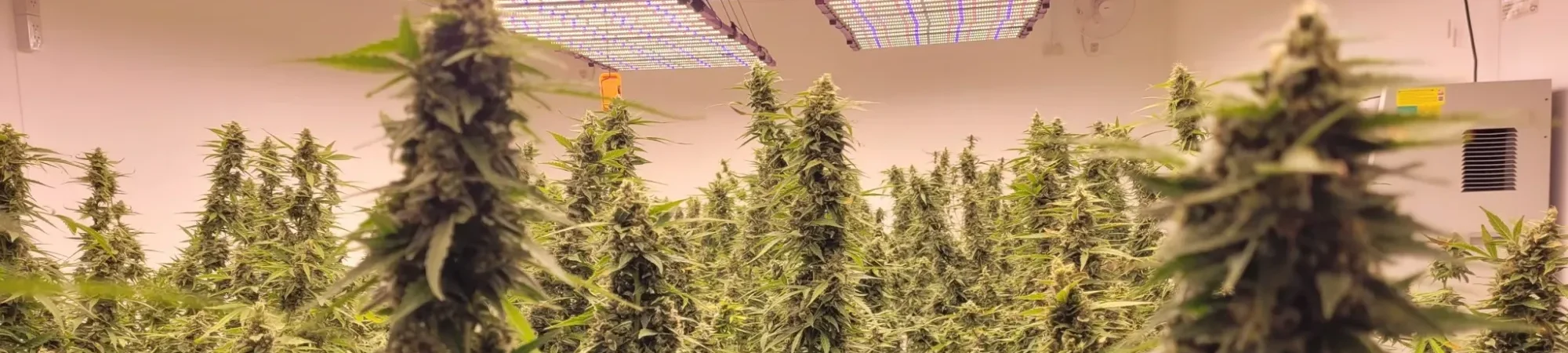 ปลูกระบบ indoor